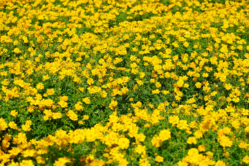 Vibrant Field of Bright Yellow Flowers Under a Clear Blue Sky
