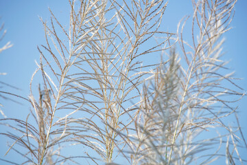 Delicate White Grasses Against a Soft Blue Sky in Natural Landscape