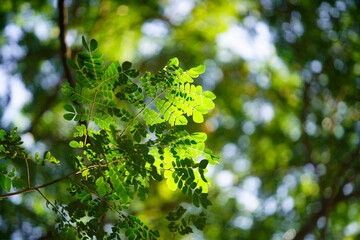 Obraz premium Bright Green Leaves Against a Soft Blurred Natural Background