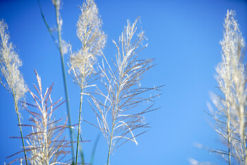Delicate Grass Blades Glowing Against Bright Blue Sky Background
