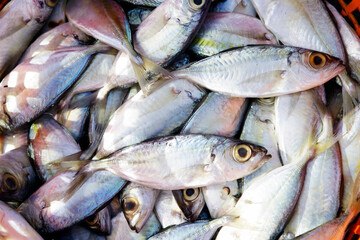 Freshly Caught Fish in a Large Basket, Vibrant and Raw Display
