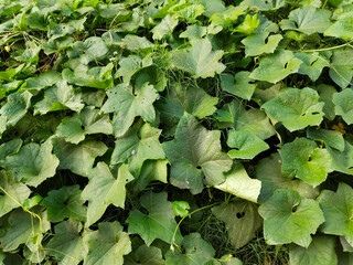 Fototapeta premium Green pumpkin growing in the field. pumpkins growing in the garden. Watercolor pumpkin leaves and flowers. pumpkin leaves full screen