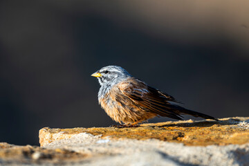 House bunting, Emberiza sahari,  Tunisia