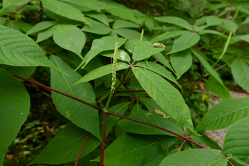 Aesculus parviflora shrub in bloom
