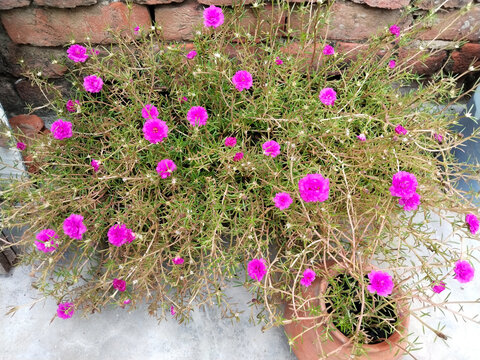 many flowers pink portulaca, sanjeevani buti, booti flower. Beautiful Flower, Fresh Pink Purslane, Moss Rose, Ten O'Clock, Sun Rose or Portulaca Grandiflora Flower with Dew Drop. A bunch of flowers