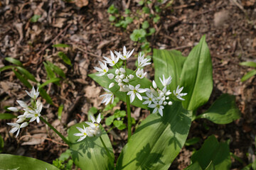 Allium ursinum in bloom
