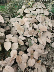 Dusty bhat leaves in nature near road. soil layers on leaves of clerodendrum plant beside damaged road. dirty Clerodendrum infortunatum leaves is also known as bhat or hill glory bower. dusty leaf