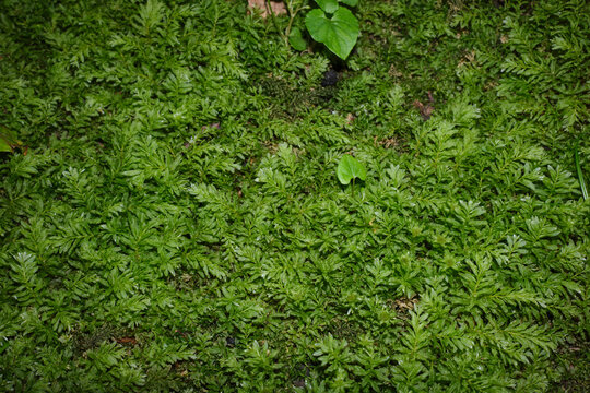 Mnium hornum moss close up