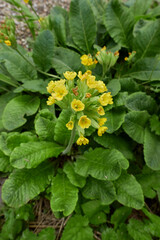 Primula veris in bloom