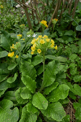 Primula veris in bloom