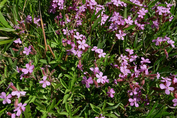 Fototapeta premium Saponaria ocymoides in bloom