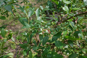 Vaccinium myrtillus 