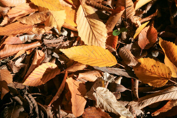 Colorful autumn leaves, Sochi, Russia.