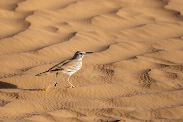Greater hoopoe-lark, Alaemon alaudipes, Sahara Desert, Tunisia.