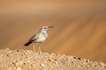 Greater hoopoe-lark, Alaemon alaudipes, Sahara Desert, Tunisia.