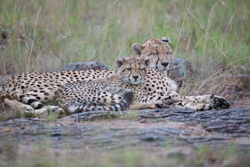 cheetah in the grass