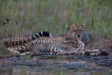 cheetah and cub