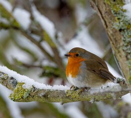 European Robin on Snowy Branch