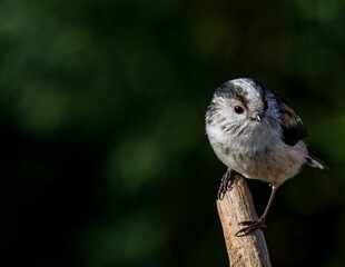 Long-tailed tit bird on a branch.