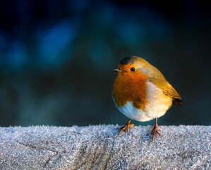 European Robin on Frosty Branch