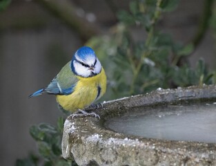 Blue tit on frosty birdbath in garden.