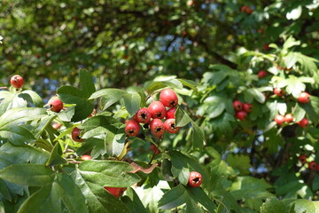 Group of red berries in the leafage of common hawthorn in September