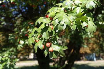 Shoot of common hawthorn with red berries in September