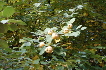 Group of ripe yellow fruits of quince tree in mid October
