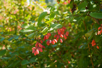 Closeup of red berries of Berberis vulgaris in mid September
