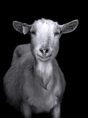 The goat is photographed for identification documents.