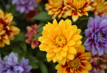 chrysanthemum flowers