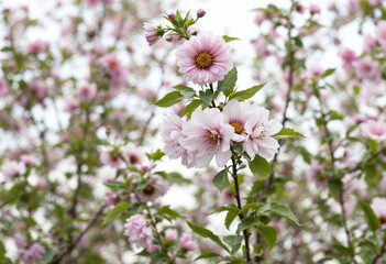 pink and white flowers