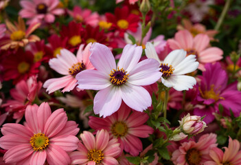 flowers in the garden