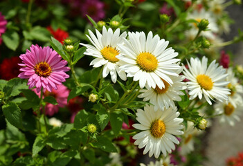 daisies in a garden