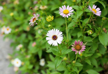 daisies in a field