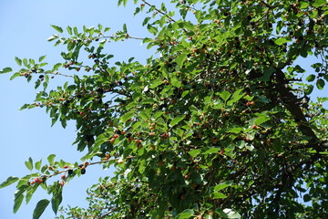 Blue sky and branch of mulberry with fruits in July