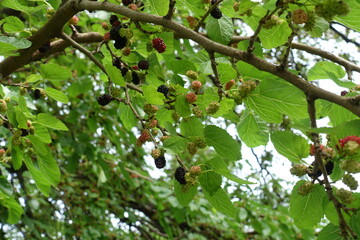 Branch of mulberry tree with unripe and ripe fruits in June