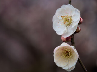 曇天の3月に咲いた可愛らしい白い梅の花をアップで撮影