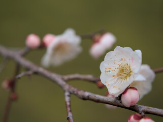 曇天の3月に咲いた可愛らしい白い梅の花をアップで撮影