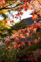 鎌倉2412　英勝寺6　もみじ紅葉