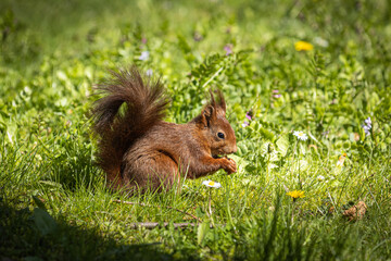 Squirrel on the grass