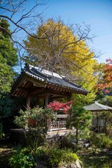 鎌倉2412　浄光明寺1　銀杏黄葉