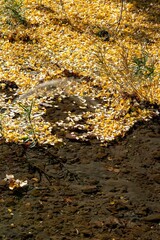 鎌倉2412　二階堂3　紅葉