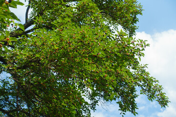 Sky and branch of mulberry with numerous fruits in mid July