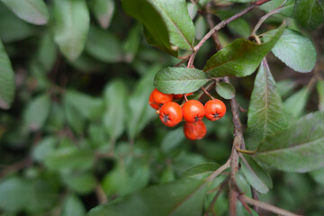 Closeup of red berries of pyracantha in mid December