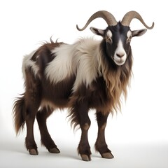 Fototapeta premium A goat with long, curly fur and large horns standing against a plain white background