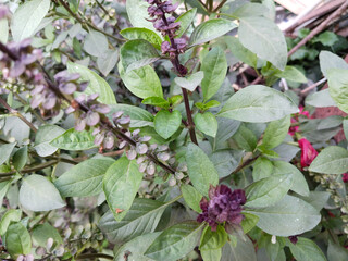 dry Holy Basil (Ocimum sanctum). Indian basil, spice and medicinal plant.