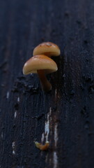 mushroom in the forest
