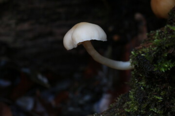 mushroom in the forest