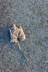 Frosty details in nature